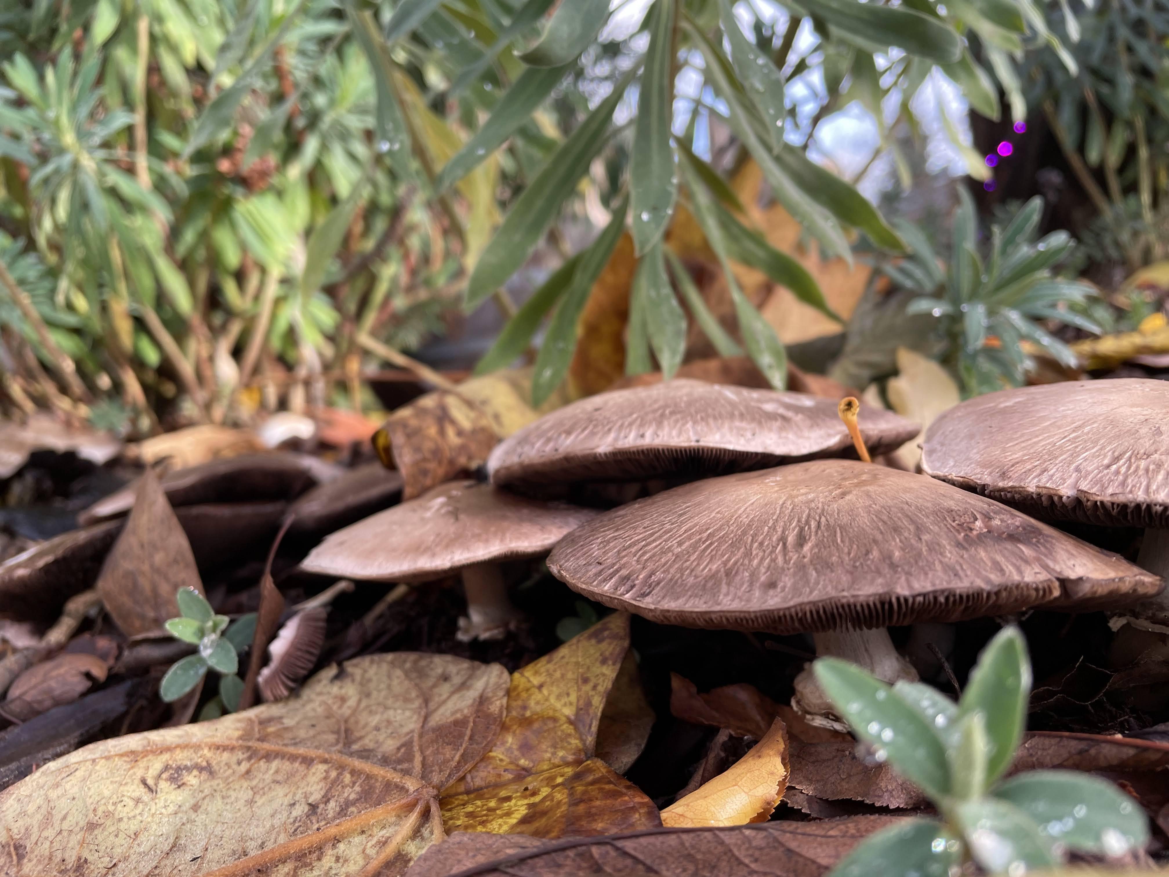 Mushrooms growing beneath a spurge