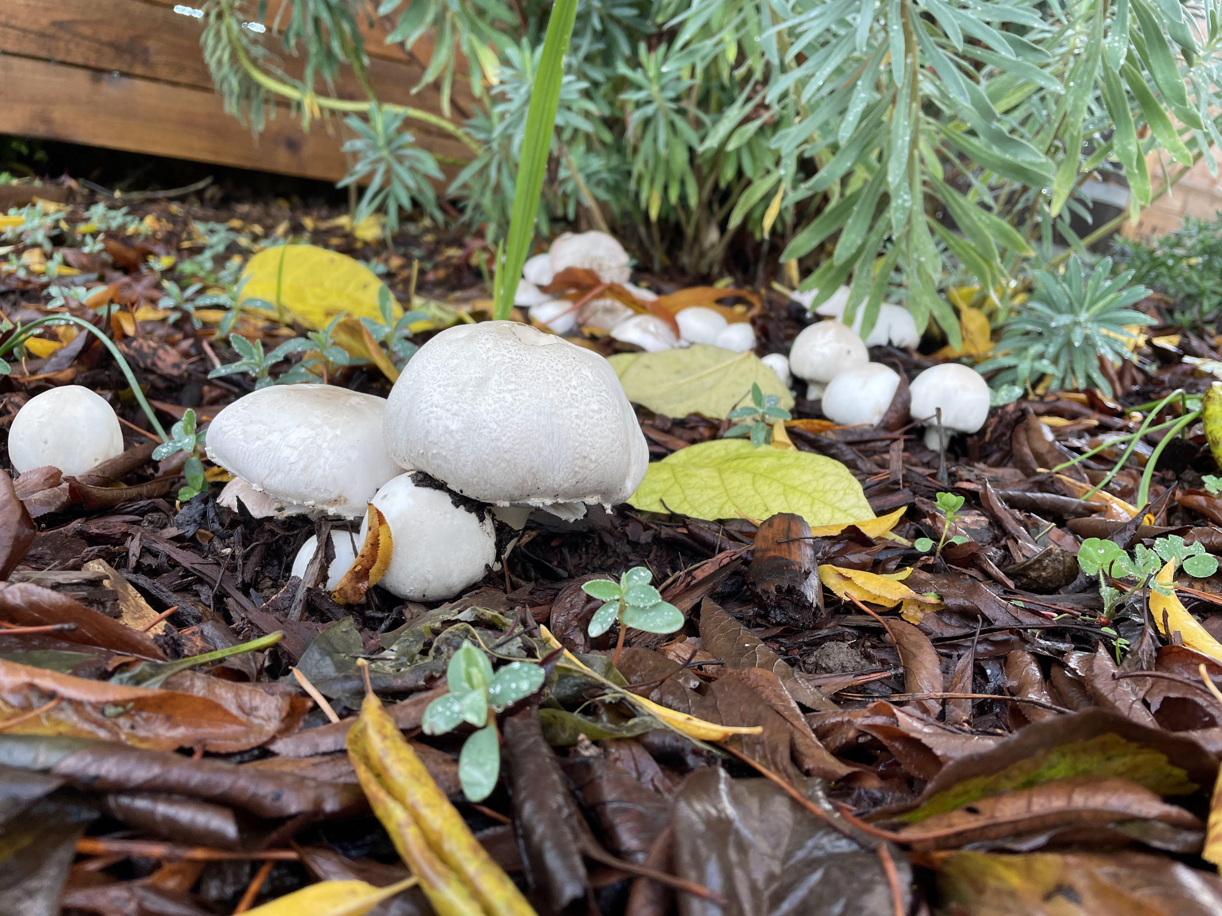 Mushrooms growing beside a spurge