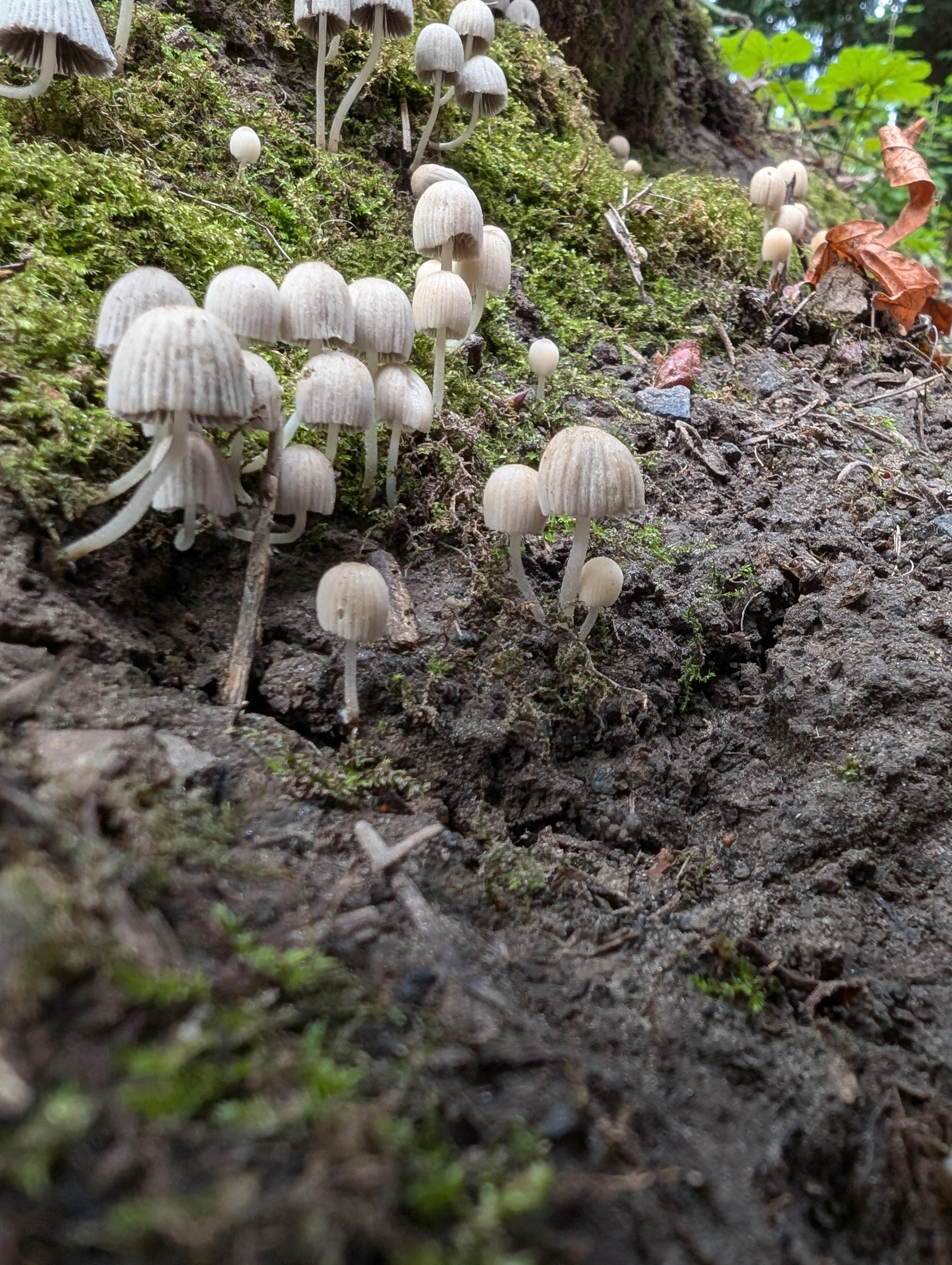 Cute mushrooms in the shape of umbrellas