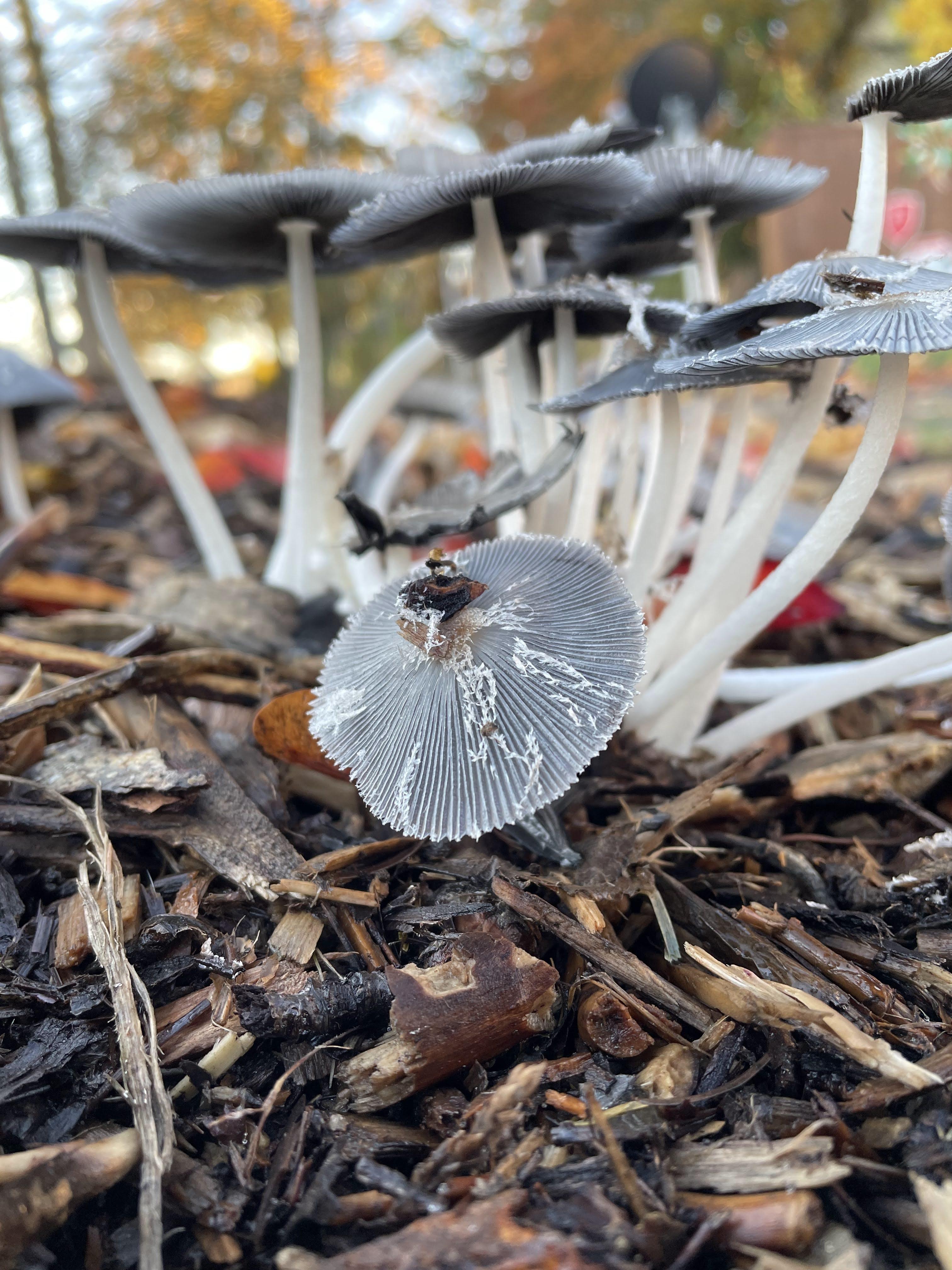 Mushrooms growing from bark chips