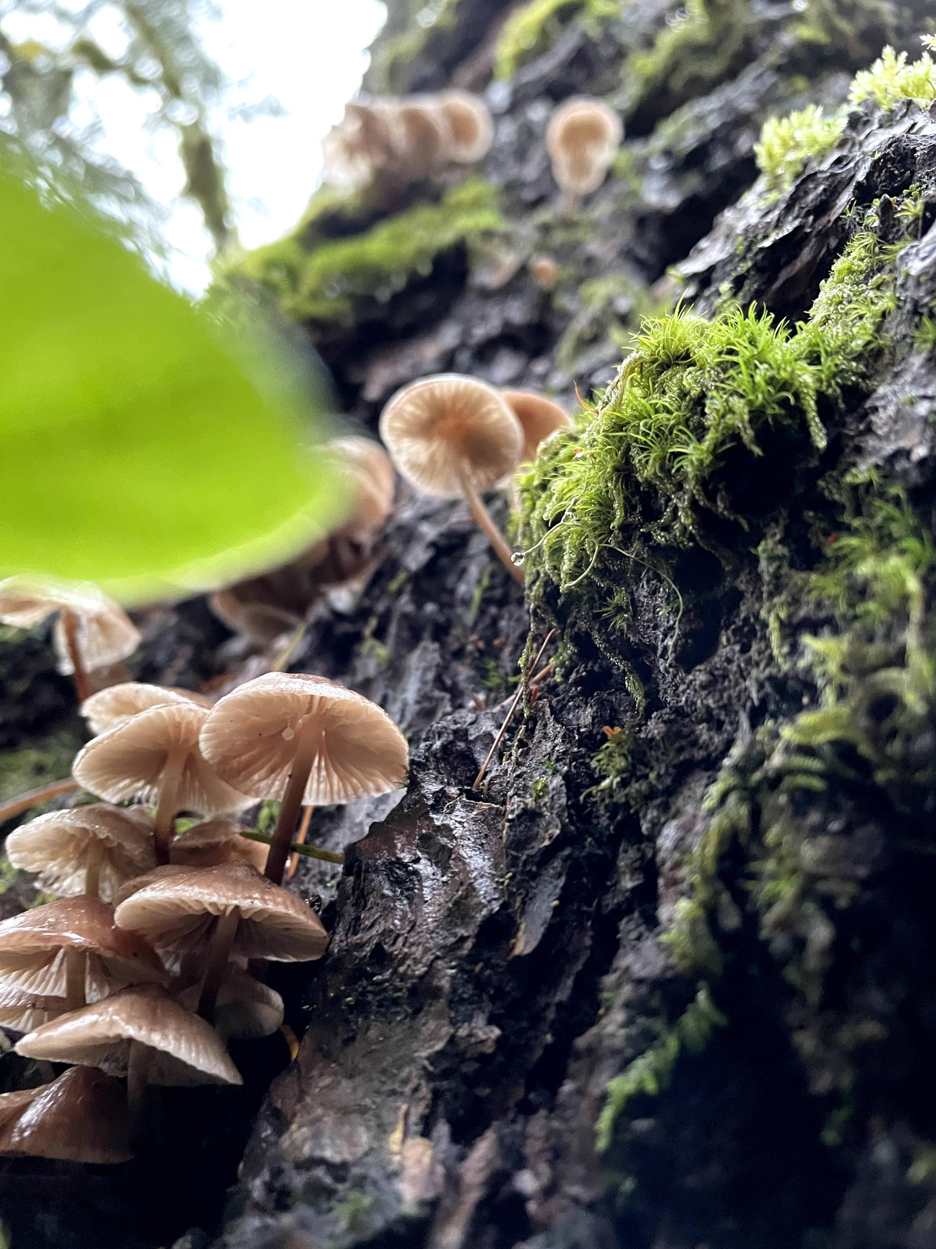 Mushroom growing from a tree