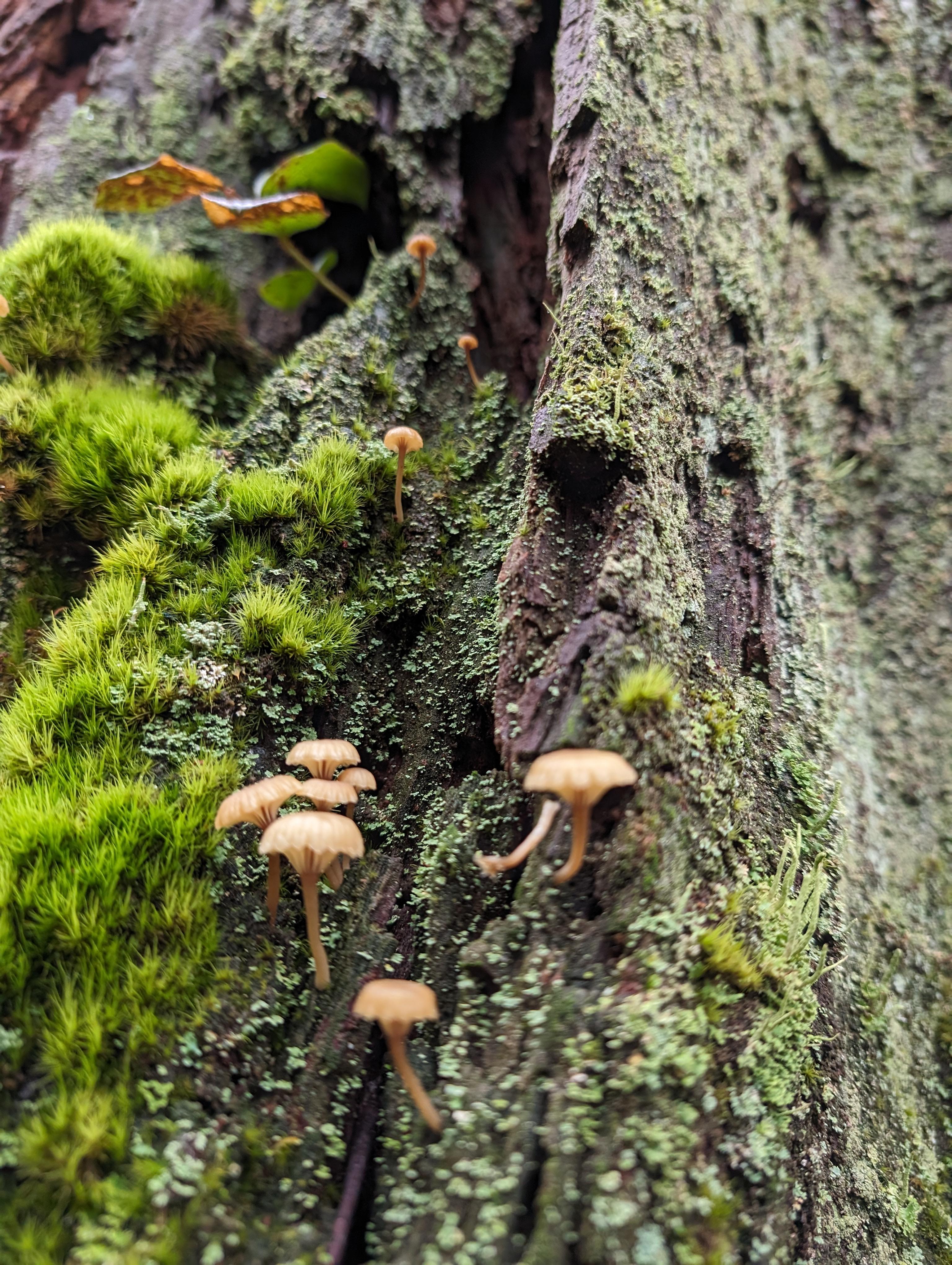 Mushroom growing from a tree