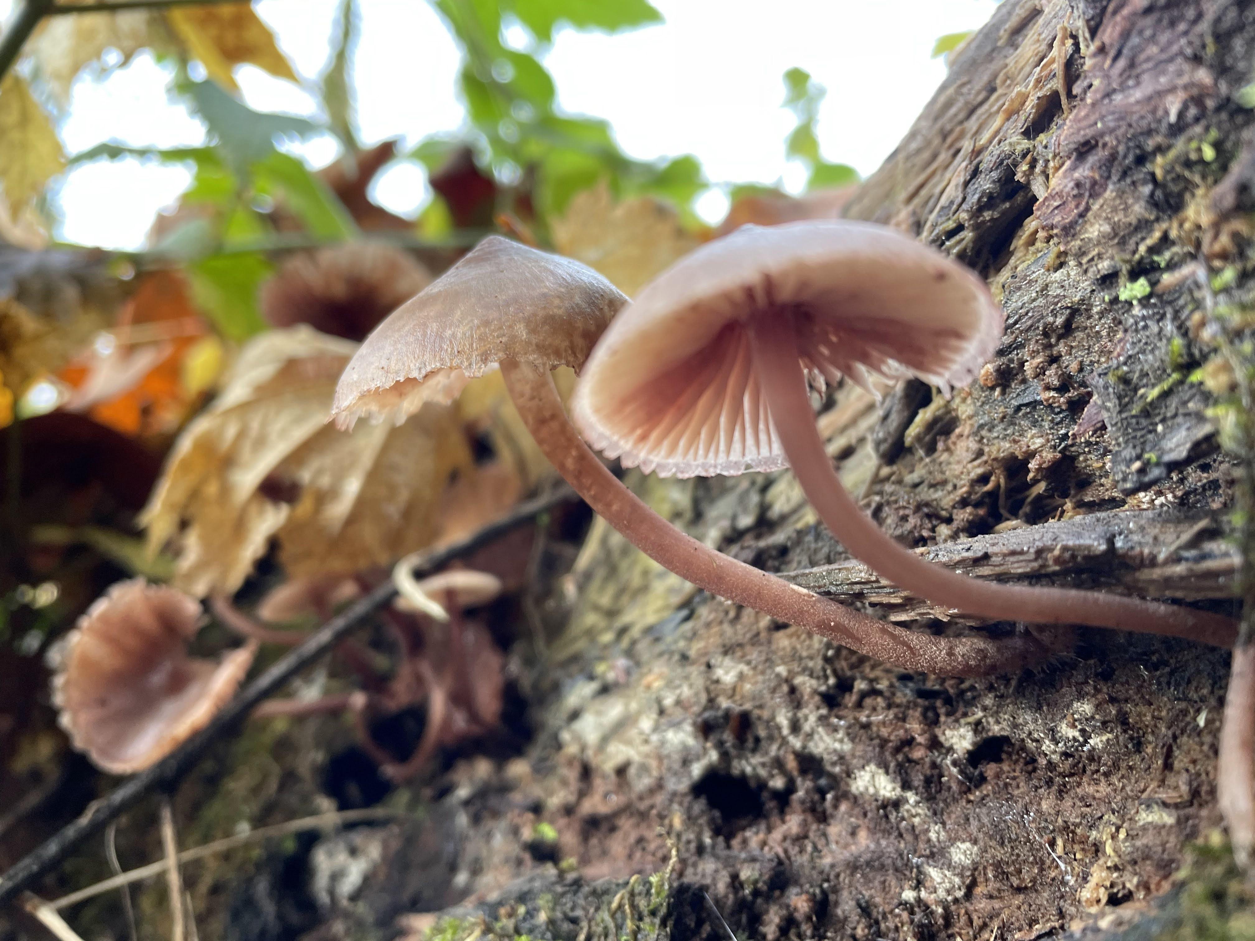 Mushroom growing from a tree