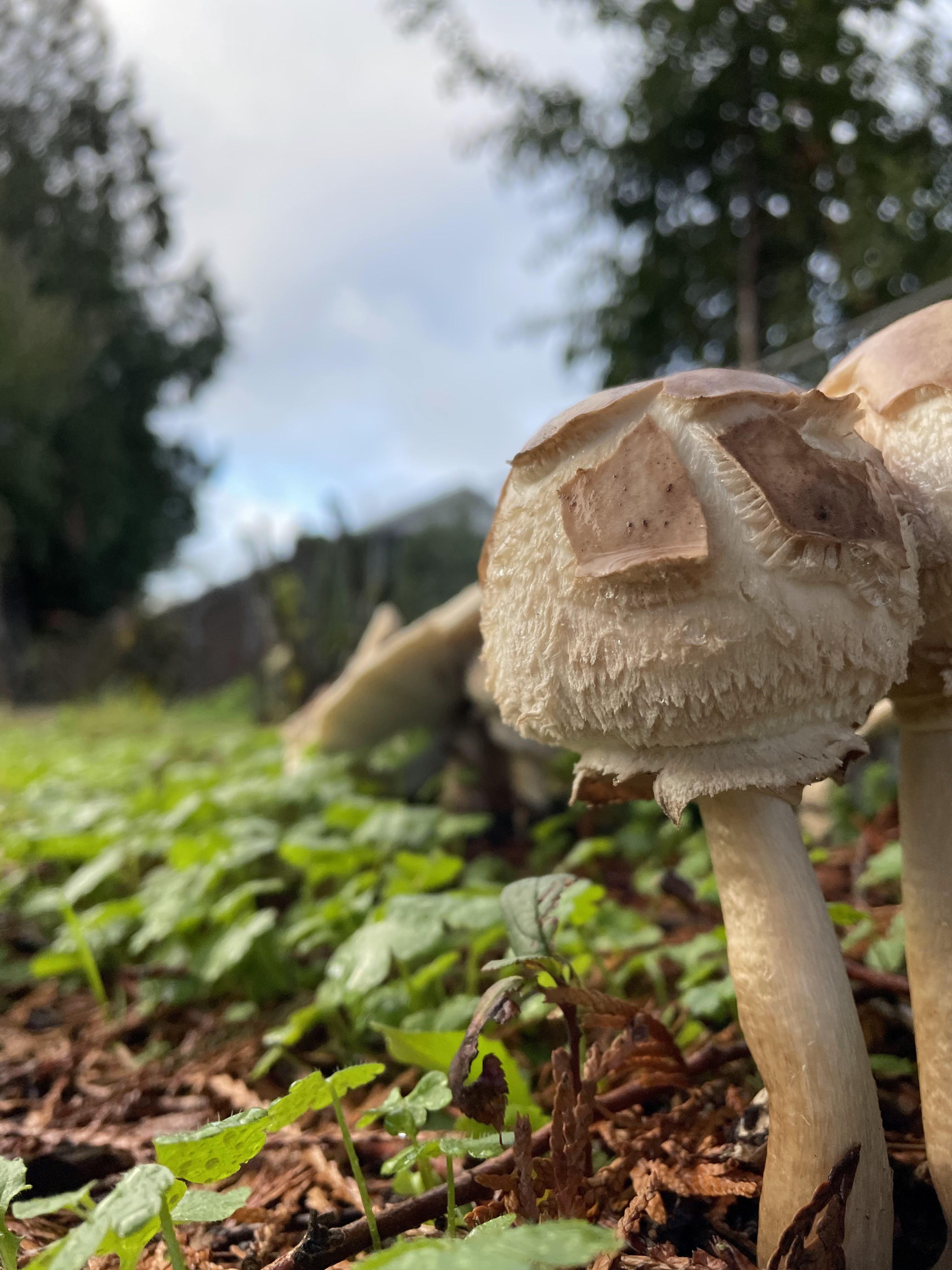 Mushroom growing in a garden