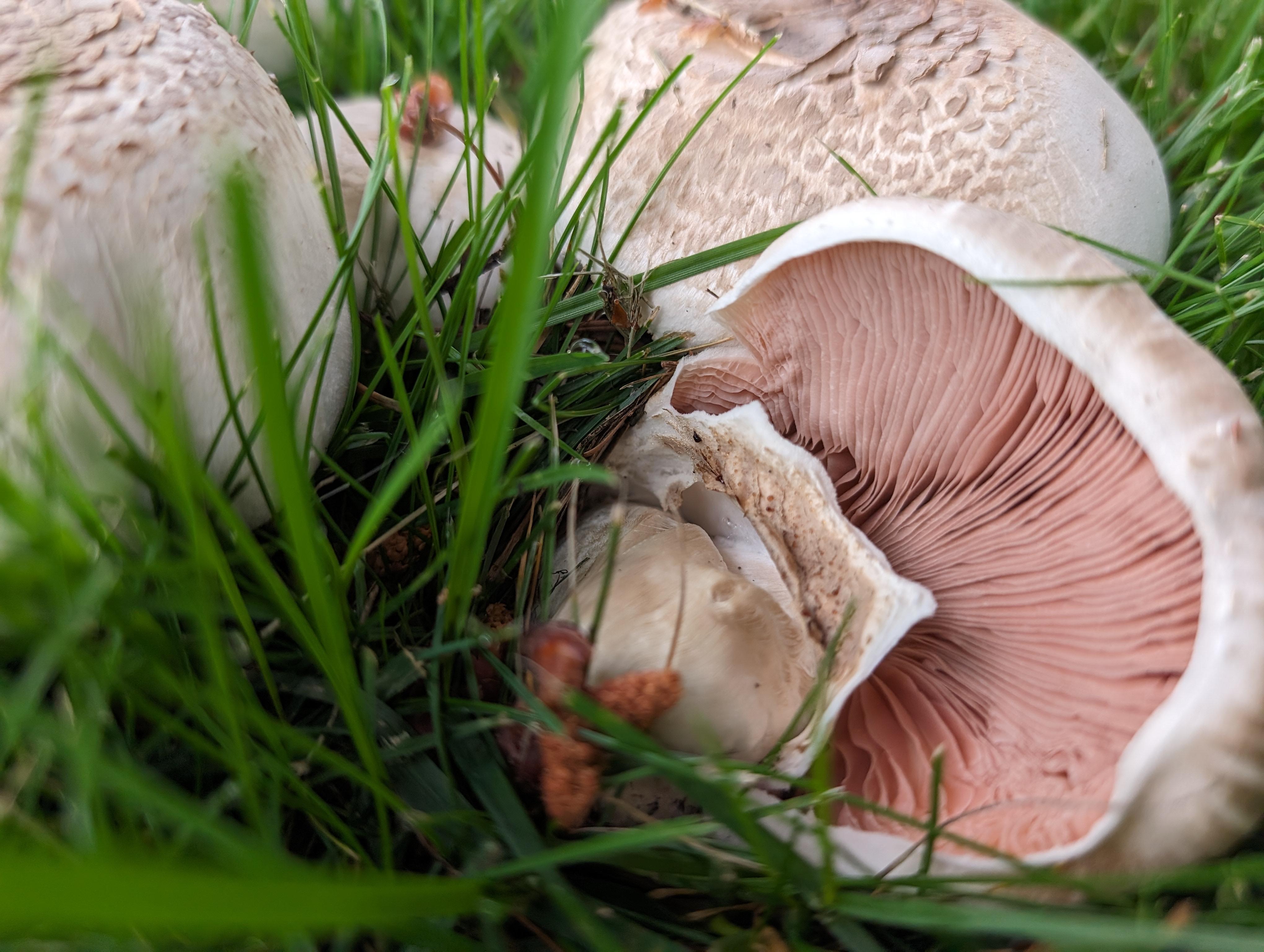 Mushroom that got knocked down in grass