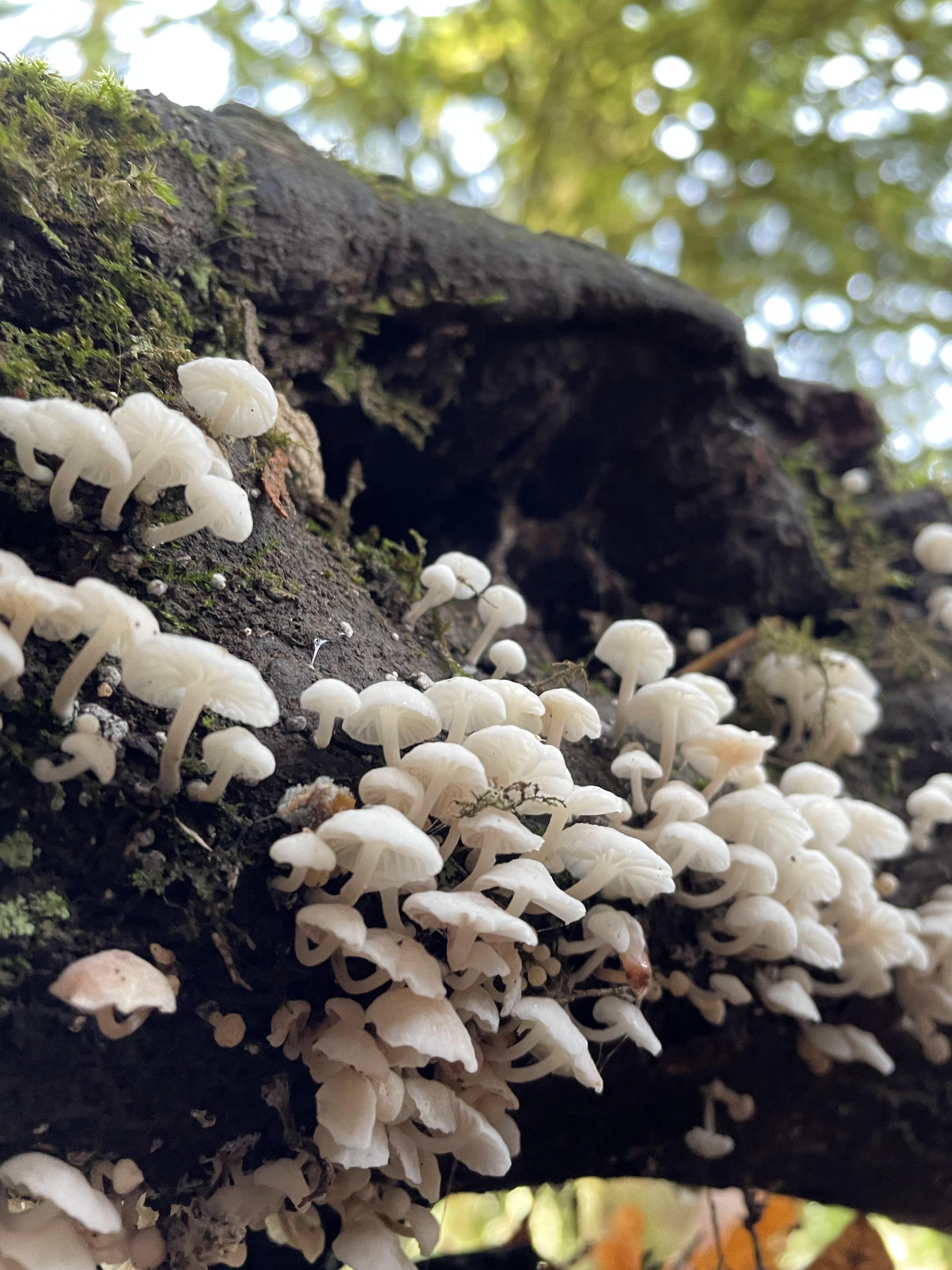 A colony of mushrooms