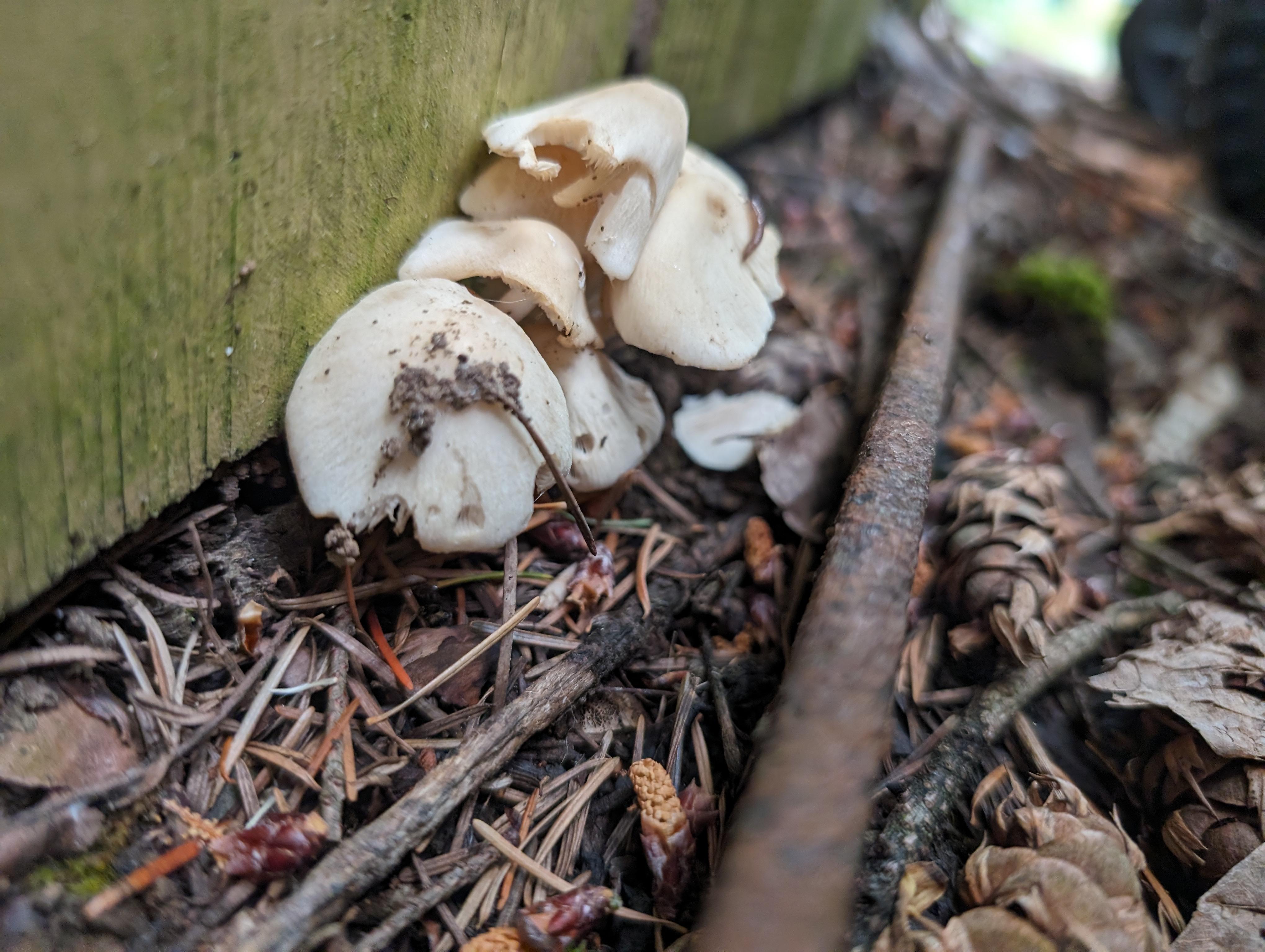 Mushroom growing from a wall