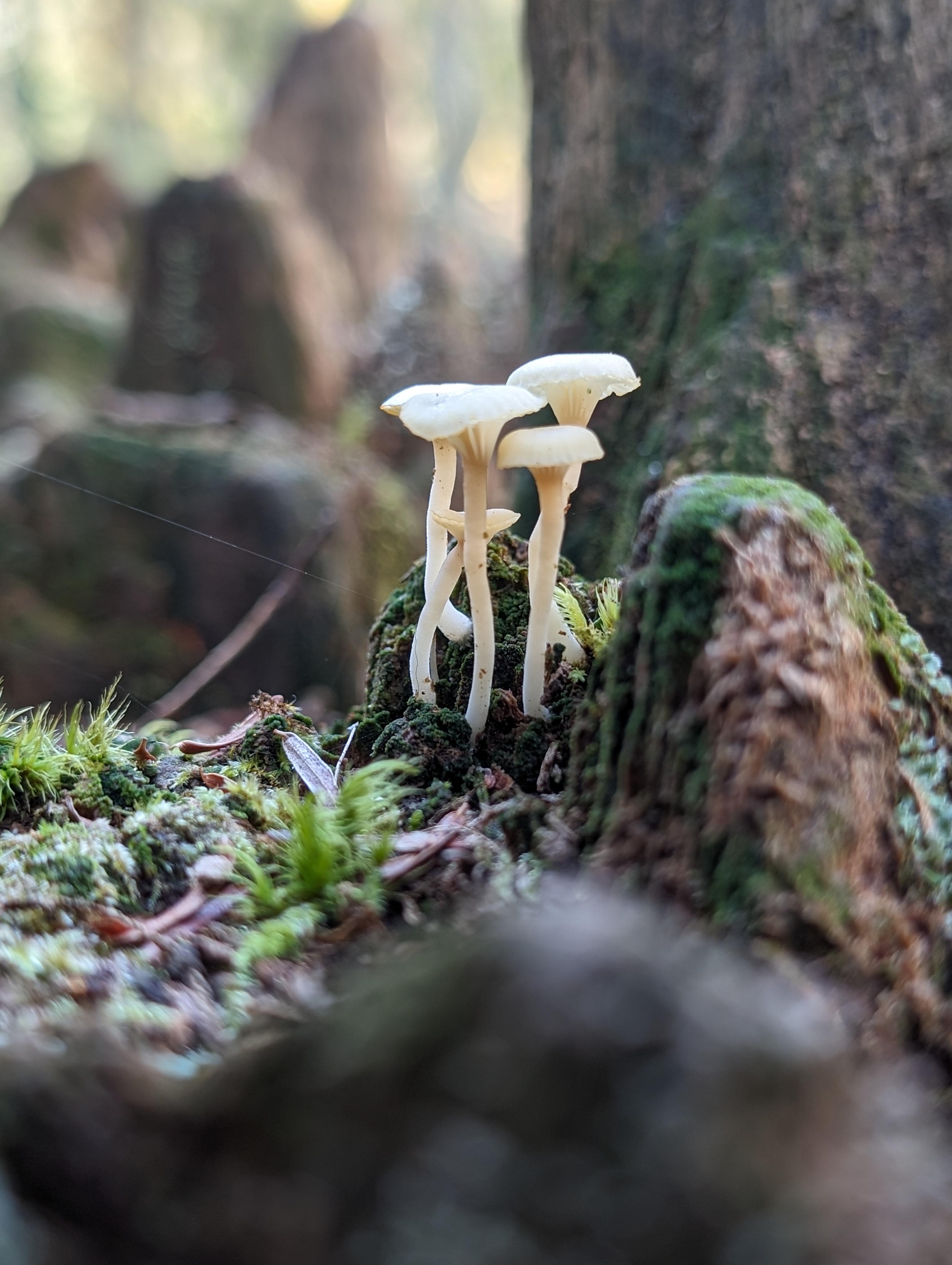 Mushroom growing with a spiderweb