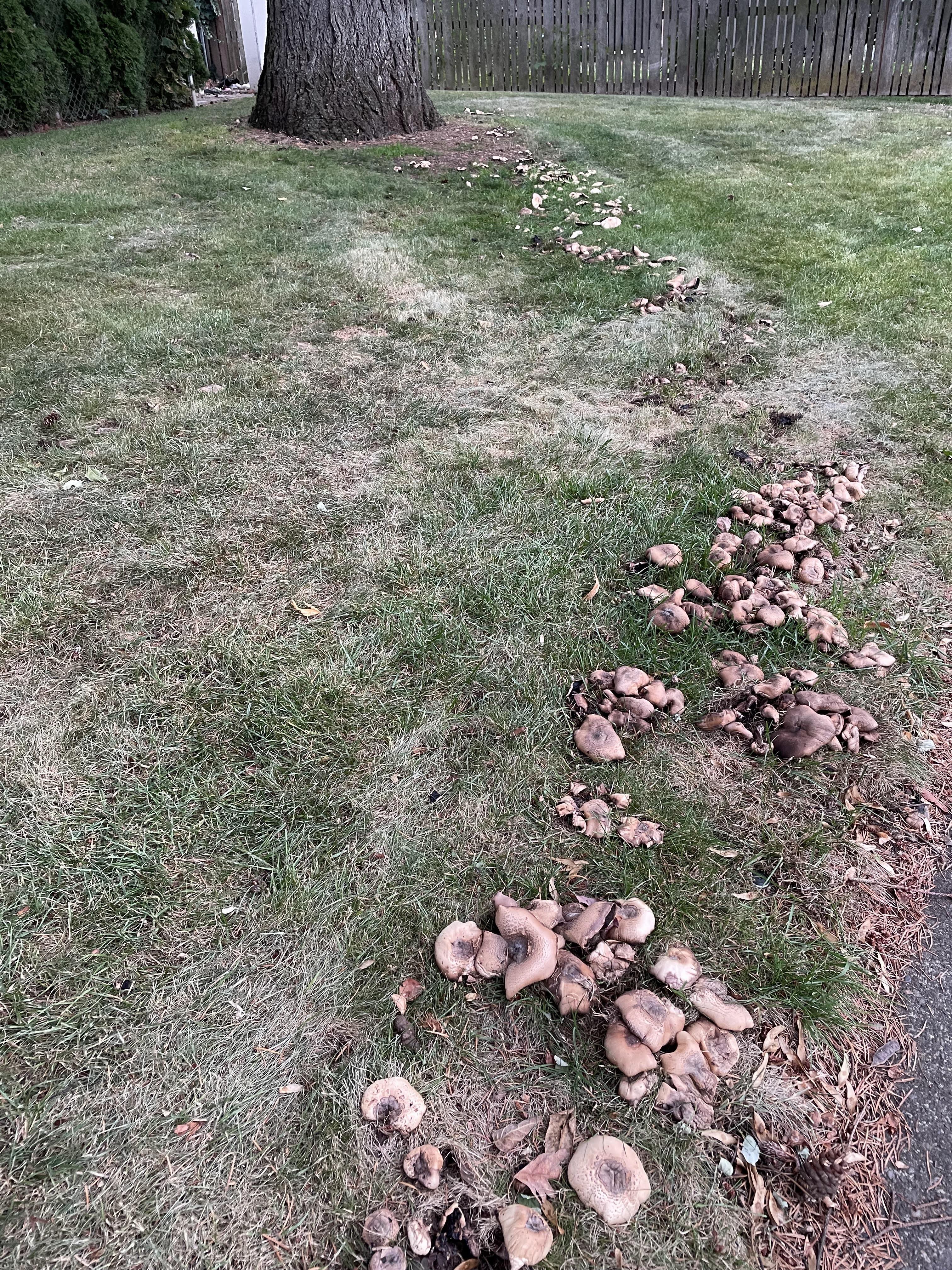 Mushrooms growing like a pathway to a tree