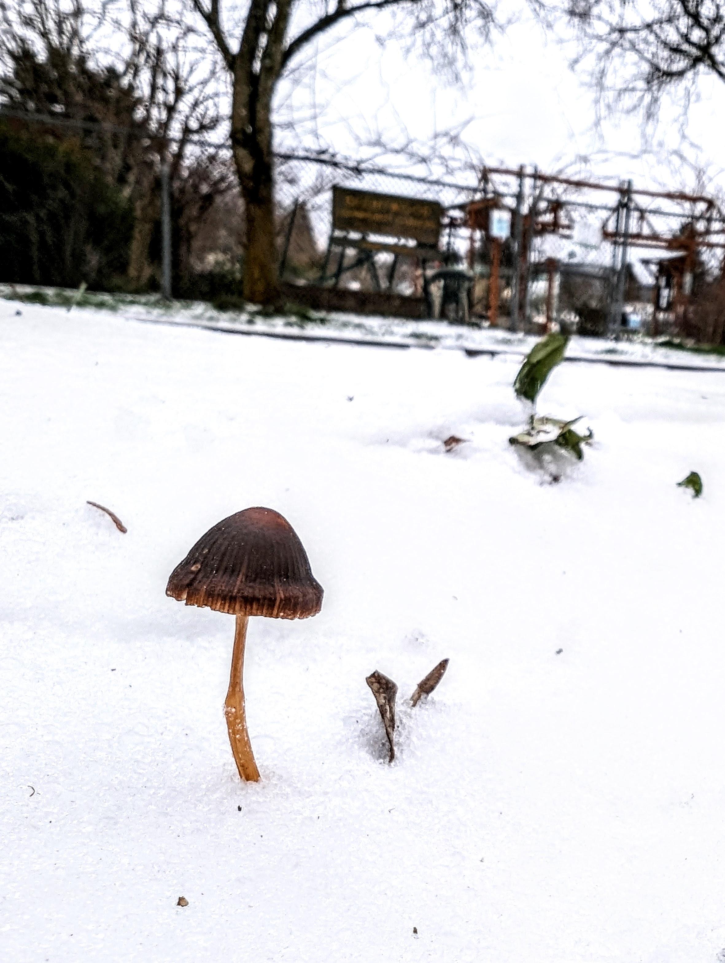 Mushroom growing in the snow