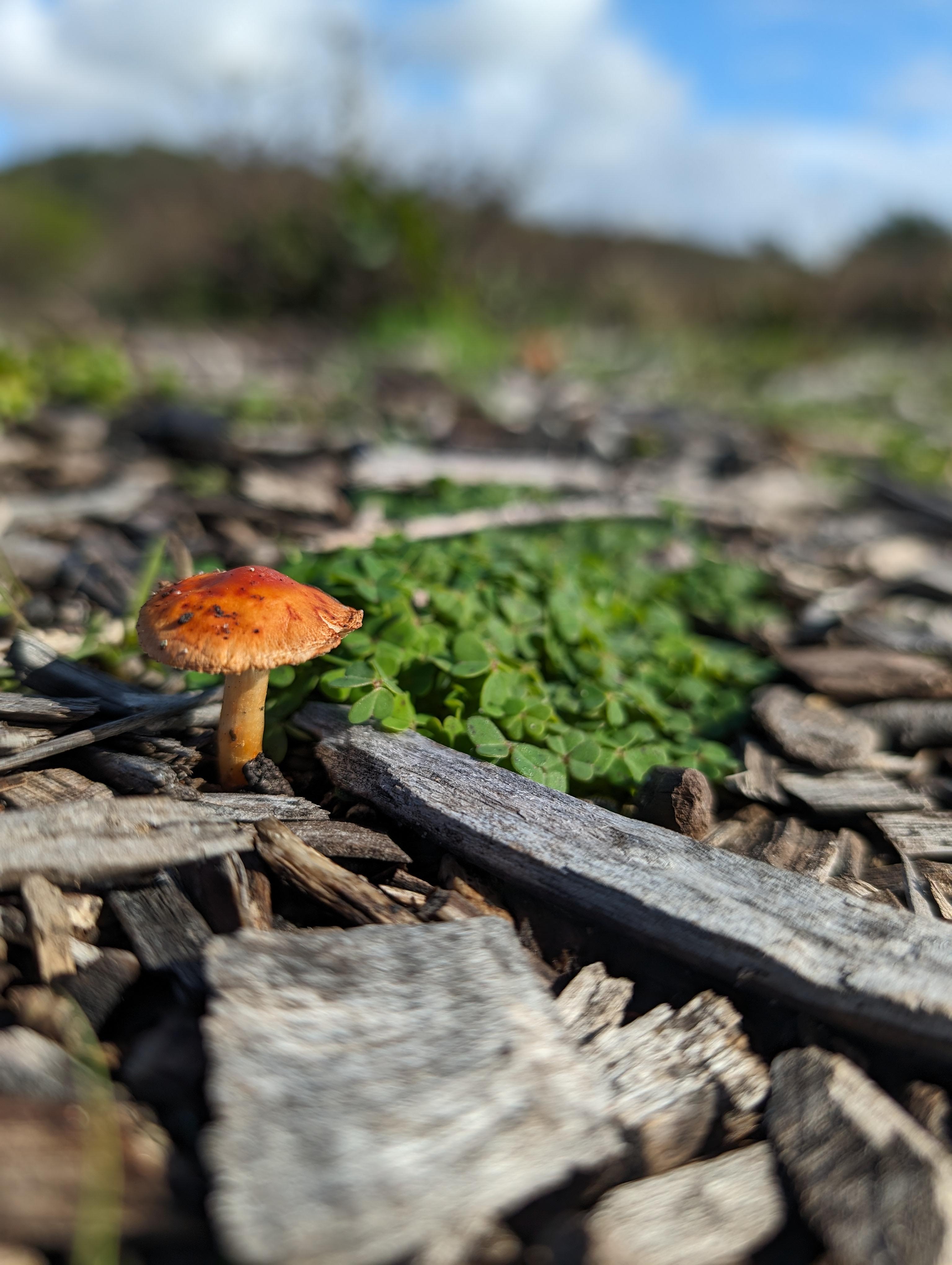 Mushroom from a trip to California