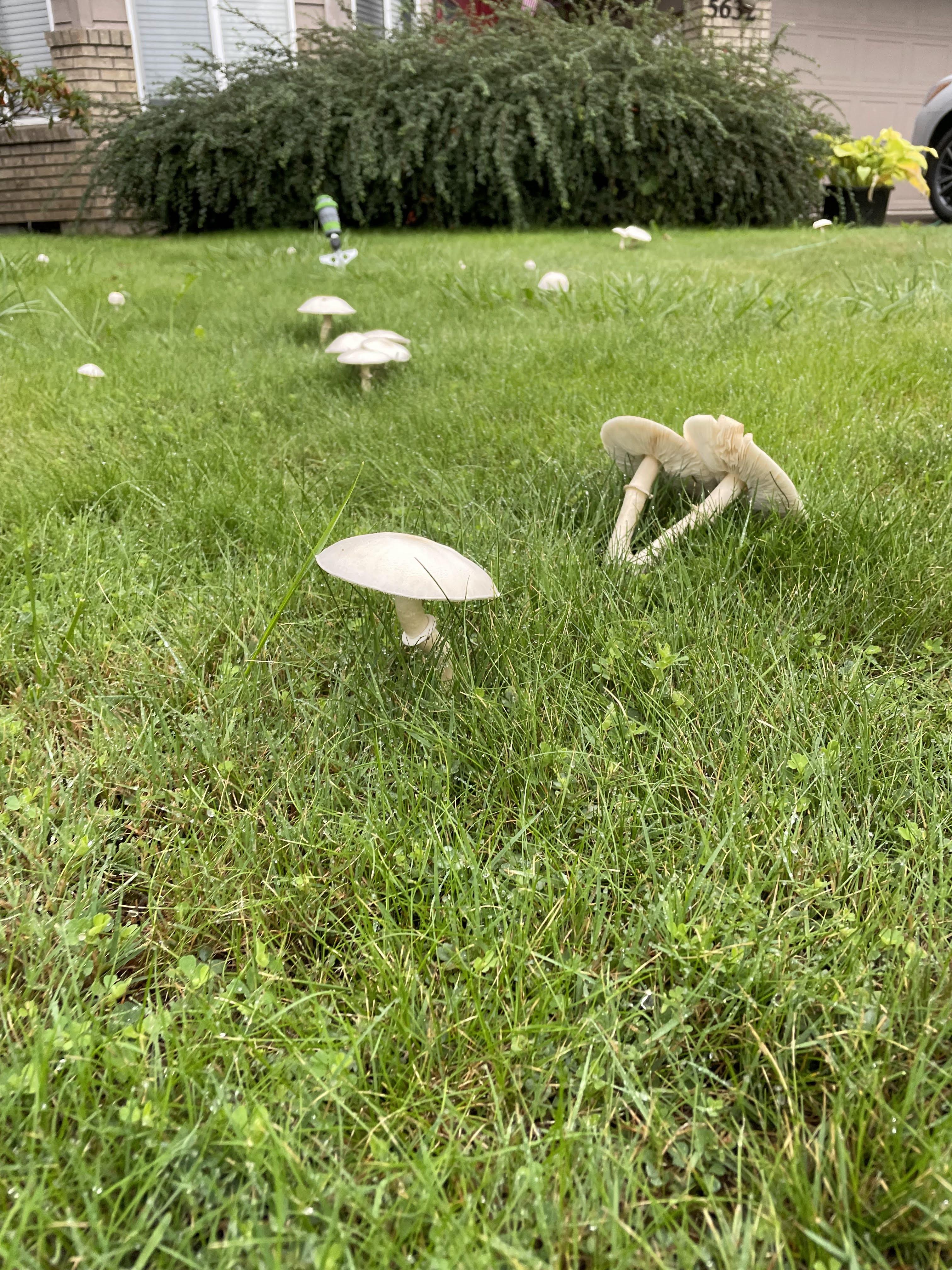 Mushroom growing in a yard