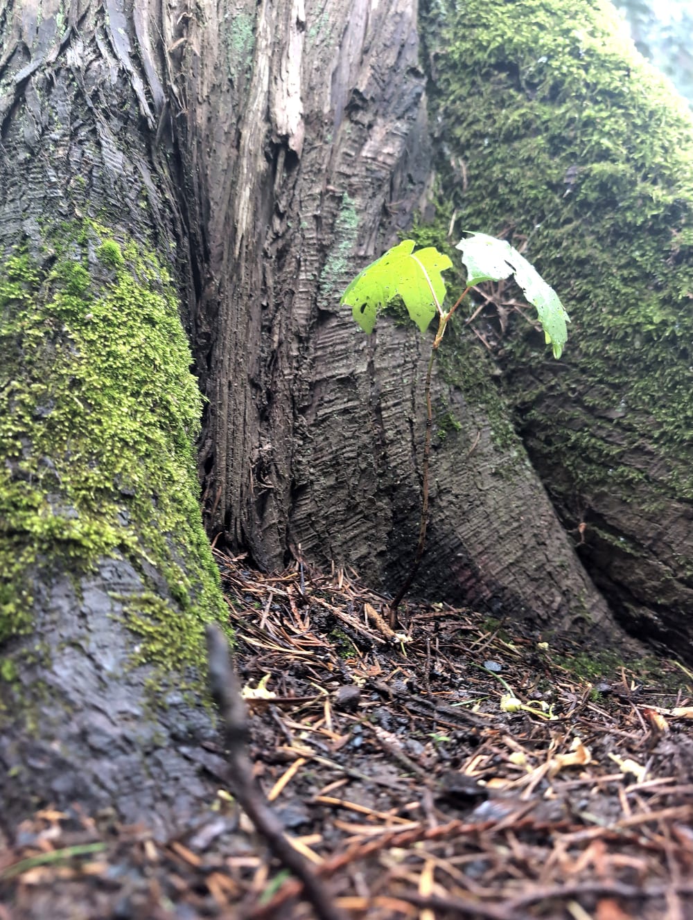 A small tree sprout growing next to a large tree.